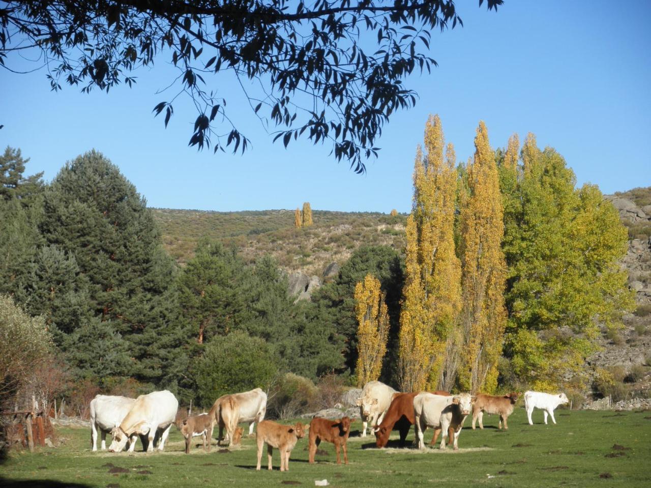La Casona De Collado Pensionat Hoyos del Collado Exteriör bild